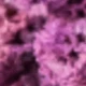 Purple (Crystal Grass)