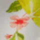 Verschiedenfarbig