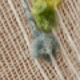 Verschiedenfarbig
