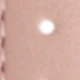 Rosa + Luz de estrellas