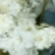 Blanco Verde 6