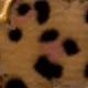 Leopardo