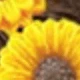 Amarillo