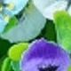 Blue, White, Purple 4 Each