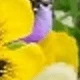 Yellow, White, Purple 4 Each