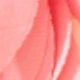 Rosa 172