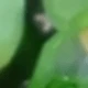 Verde 1000 piezas