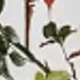 S41722 Fleurs kaki