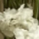 White Green (gypsophila)