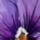 Roxo