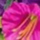 Morning Glory 2pcs