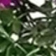 Camellia 2pcs