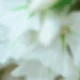 White Green (crystal Grass)