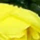 Amarillo