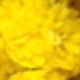 Bell-yellow