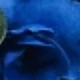 azul real