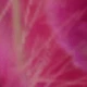 Deep Rose 1