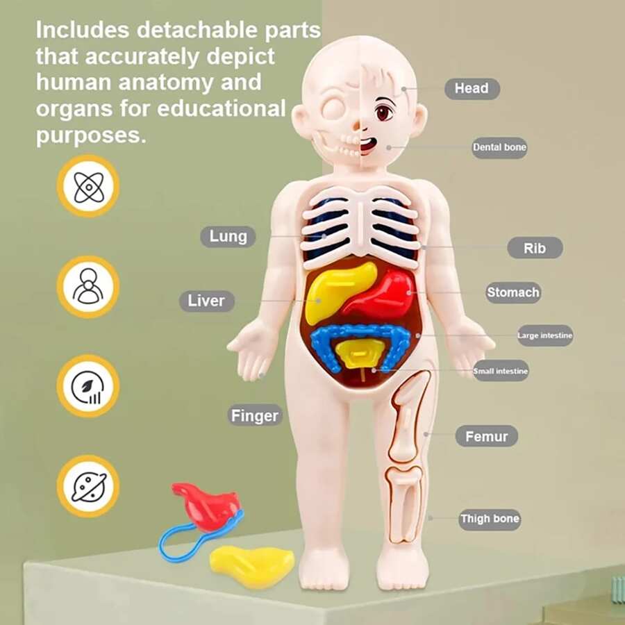 1 pezzo Puzzle 3D creativo Montessori del corpo umano, modello anatomico educativo, giocattolo assemblato di , strumento didattico per il corpo, regalo di compleanno per bambini