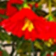 روز أحمر