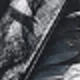 noir 1