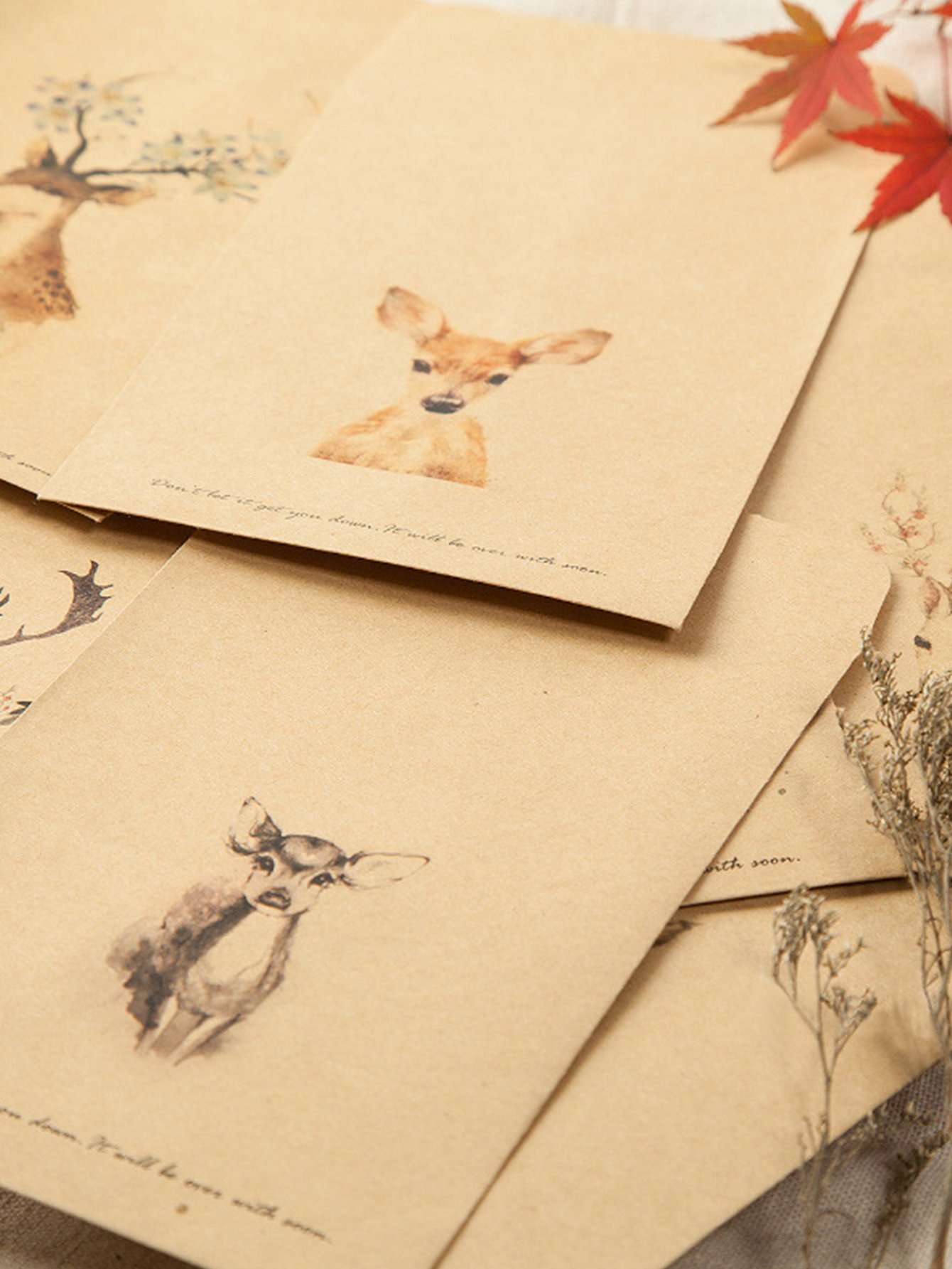 I like deer because picture