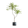 Artificial Plant