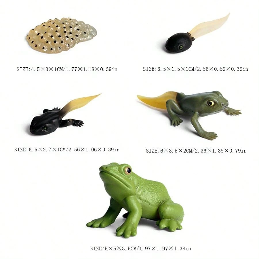 5pcs Frog Animal Life Cycle Model Character Realistic Frog Life Stage ...
