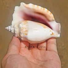 紫色鳳凰螺天然罕見海螺鋸齒鳳凰螺可收藏標本水族箱景觀裝飾工藝擺件。 - 彩色 - 查看 2