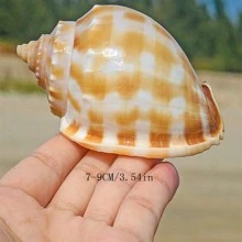 Wassermelonen-Schnecken, natürliche Muscheln, Konchenfischbecken, Landschaftsgestaltung und kreative Sukkulenten-Topfpflanzen-Ornamente mit Krabben-Zuchtschalen für Schalenbewohner-Fische Heimdekoration, Aquarium-Dekoration, Krabben-Parasitismus;