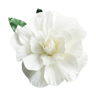 Flor