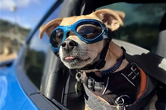 1pc Dog Sunglasses Foldable Pet Glasses Dog Goggles Sun UV Protection Cat Sunglasses Folding Style Keep Your Pet s Eyes Safe And Stylish p 34720655