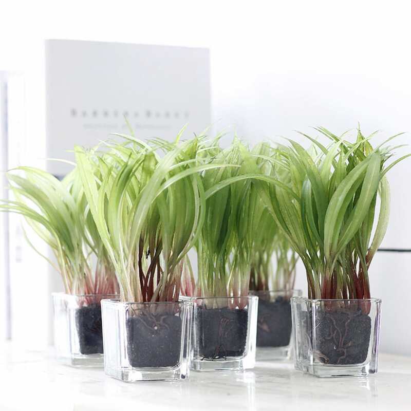 

1pc Wheat Seedling Glass Potted, Green