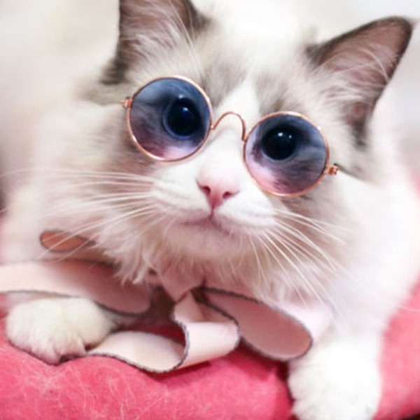 

1pc Round Frame Tinted Lens Cat Sunglasses, Multicolor