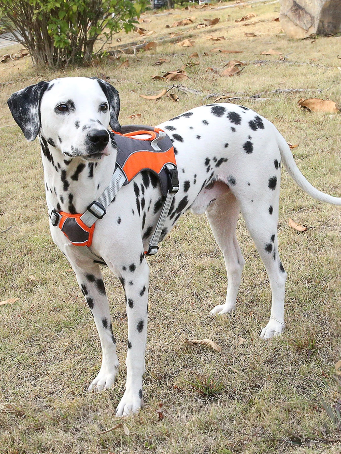 Negro 5 FT Correas Para Perros Resistentes Mango Acolchado C/ómodo E Hilos Altamente Reflectantes Correas Para Perros Para Perros Medianos Y Grandes Adiestramiento De Perros Correas Para Caminar