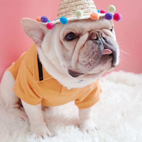 

1pc Dog Hat, Multicolor