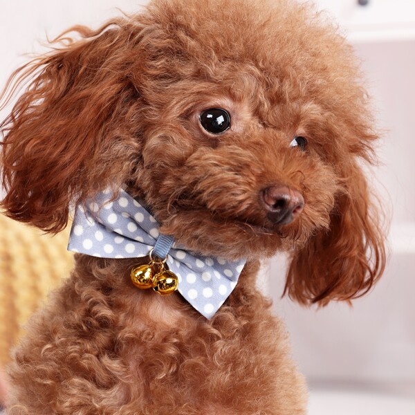 

1pc Bow Dog Collar, Blue