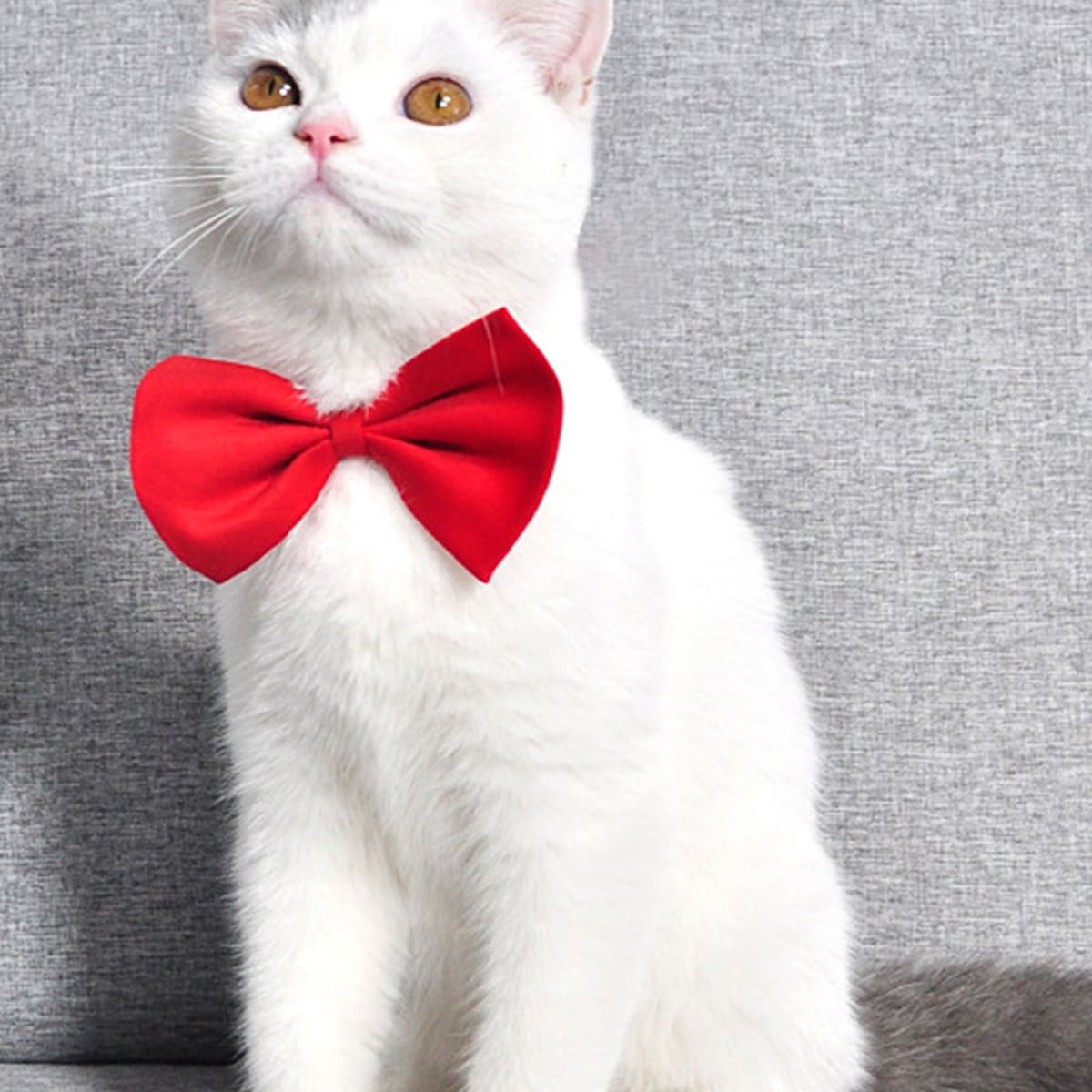 

1pc Solid Cat Bow, Red