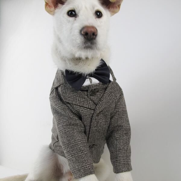 

1pc Dog Gentleman Coat, Khaki
