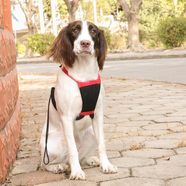 

1pc Dog Adjustable Harness With 1pc Leash, Red