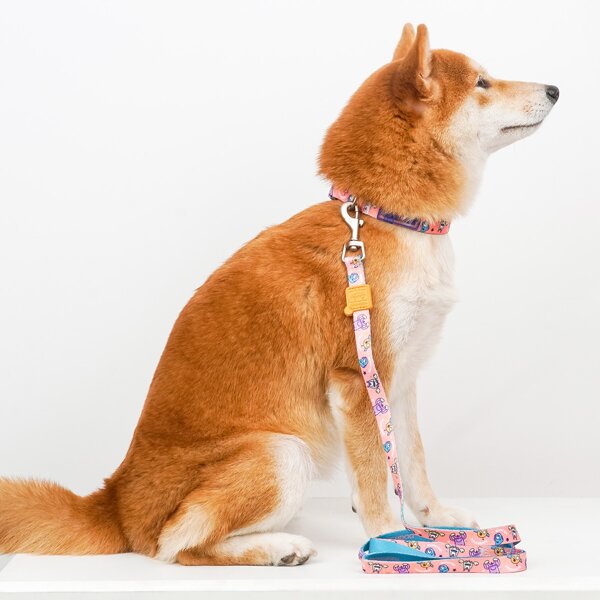 

1pc Dog Collar & 1pc Dog Leash, Multicolor