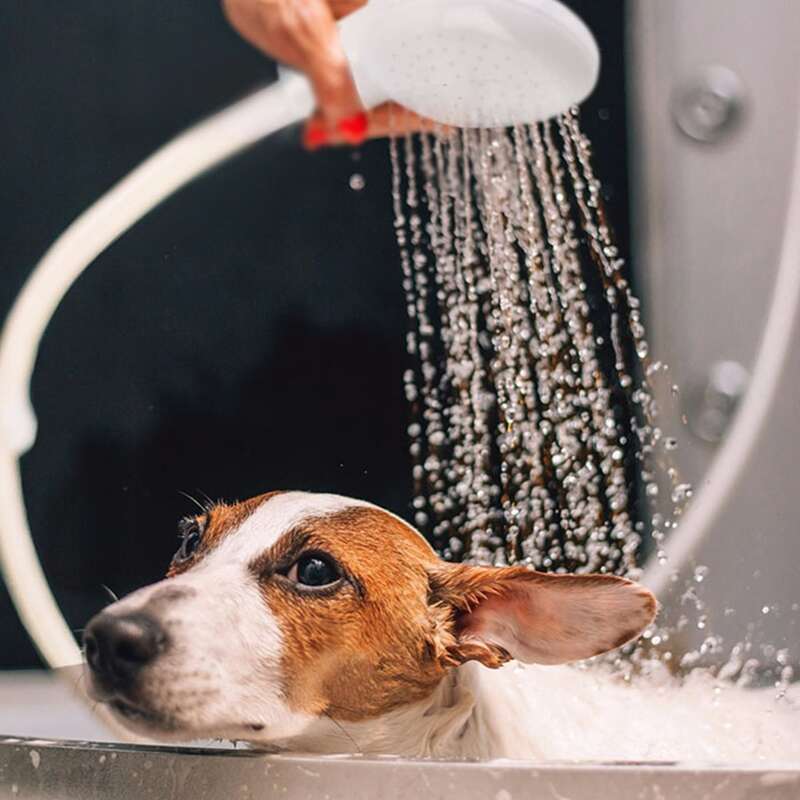 

1pc Minimalist Dog Faucet Shower, White