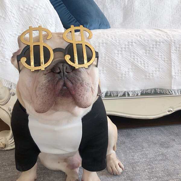 

1pc Dollar Decor Dog Glasses, Multicolor