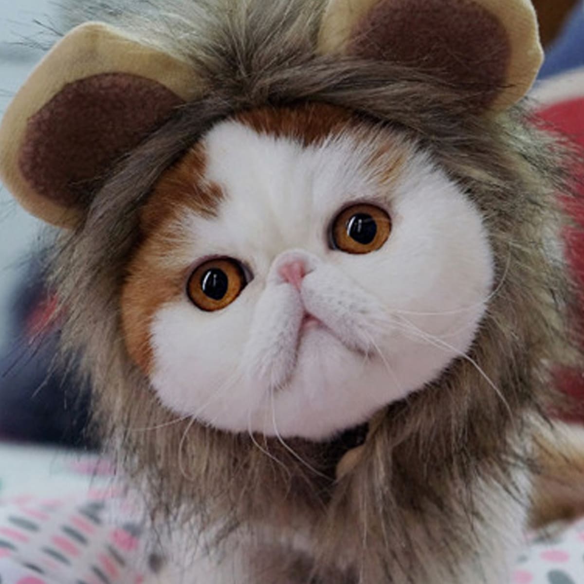 

1pc Cosplay Lion Velcro Cat Hat, Brown