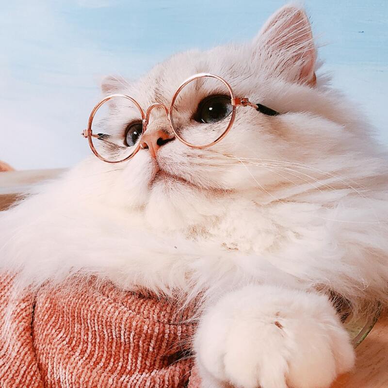 

1pc Round Lens Cat Sunglasses, Gold