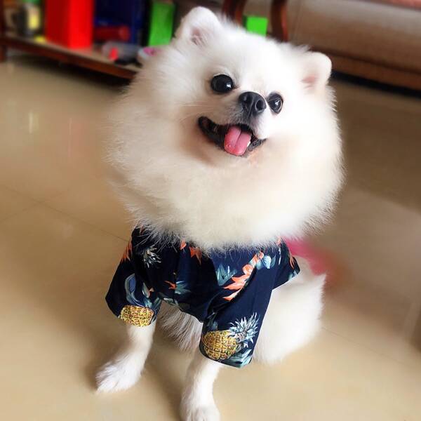 

1pc Tropical Print Dog Shirt, Navy blue