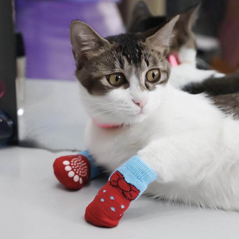 

4pcs Bow Print Cat Sock, Red
