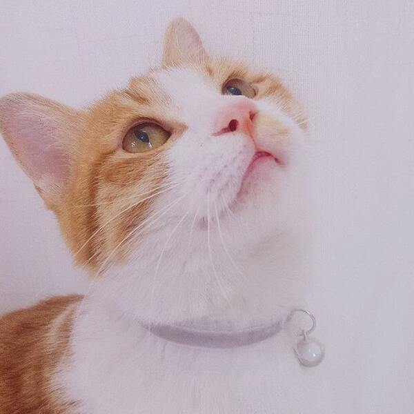 

1pc Cat Lace Trim Collar, White