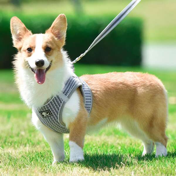 

1pc Dog Breathable Harness & 1pc Leash, Grey