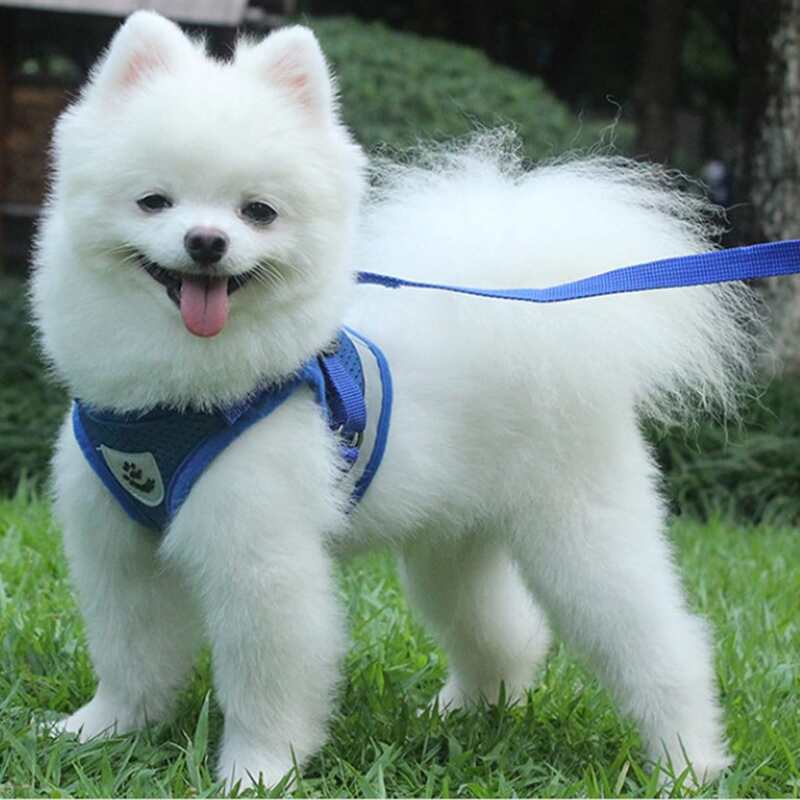 

1pc Dog Breathable Harness & 1pc Leash, Blue