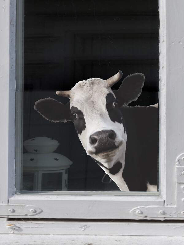 cow print door stickers